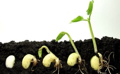 How to germinate seeds