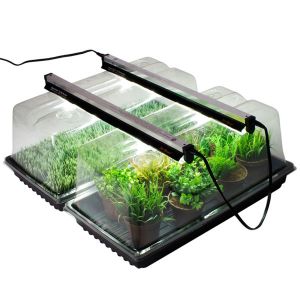 black tray transparent lid with plants inside