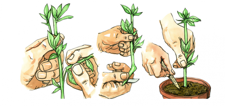 Hände halten Pflanze