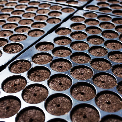 Jiffy Peat Pellet Tray 150 Cell 33mm - Ready for Cloning Seeds
