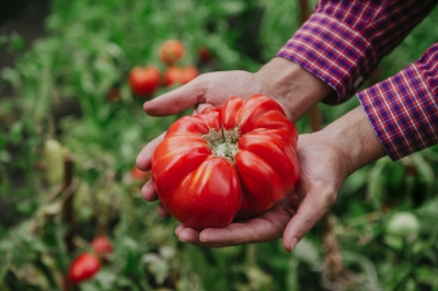 How to Grow Tomatoes – A Complete Guide from Seed to Harvest