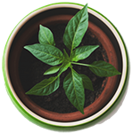Подрязване на растенията като средство за контрол на растежа и повече цъфтеж