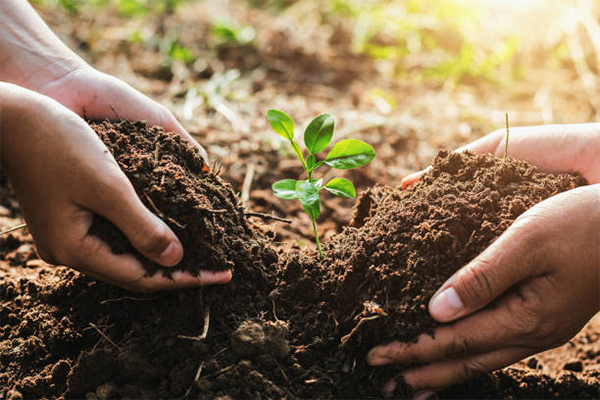 potting plants