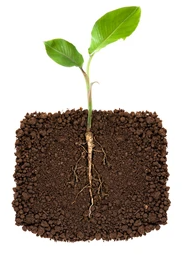 Small Plant On Pile Of Soil, White Background Stock Photo, Picture ...