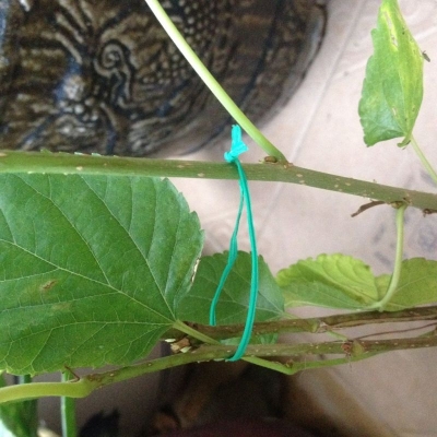 Макара с градинска тел и резец (PVC покритие) – 50 метра